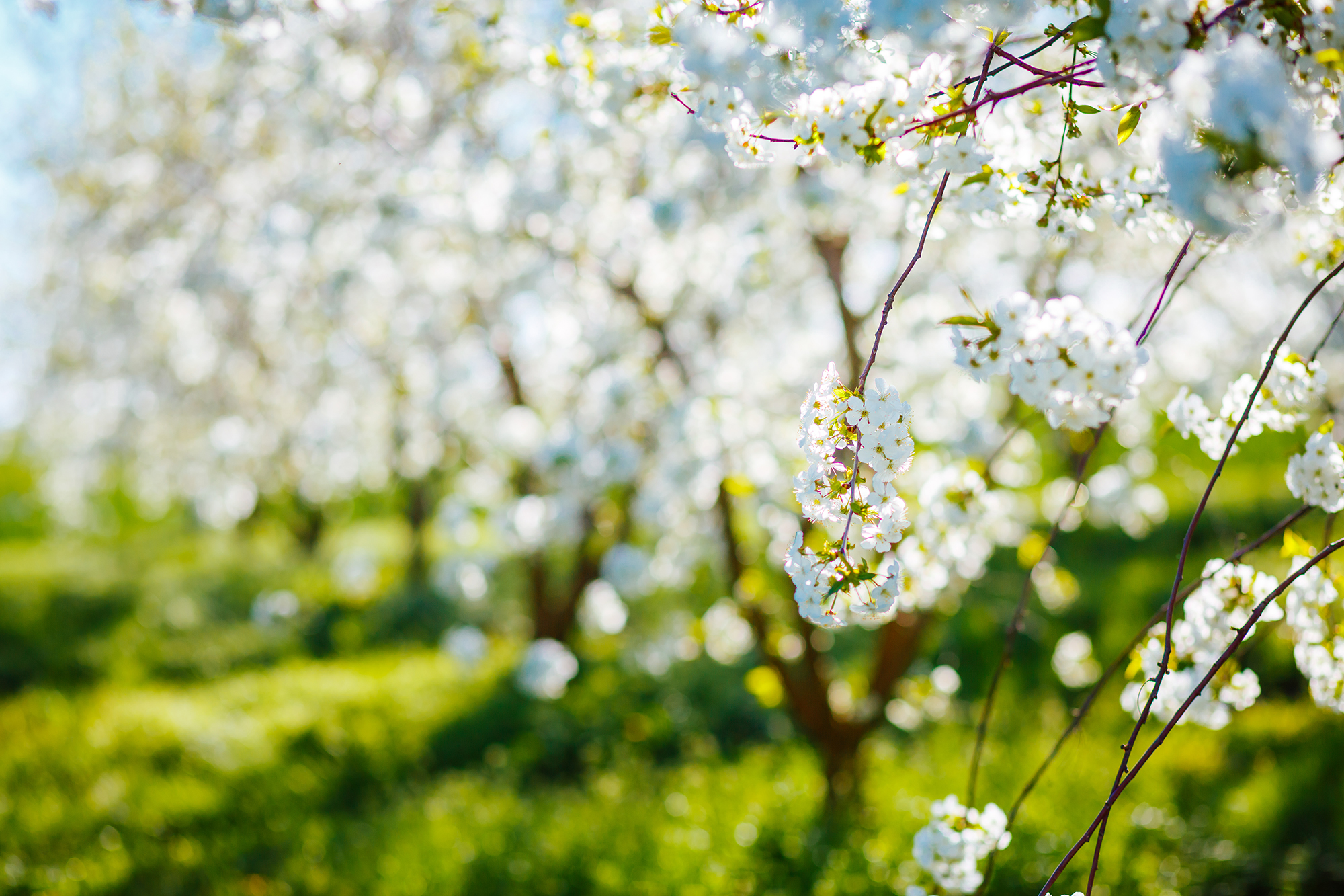 Frühling im Weissen Bock